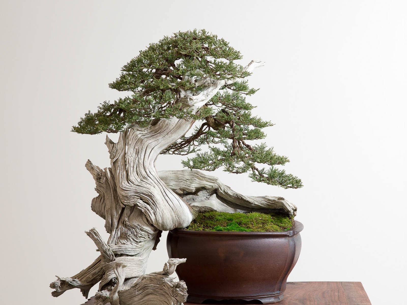 Cara merawat bonsai